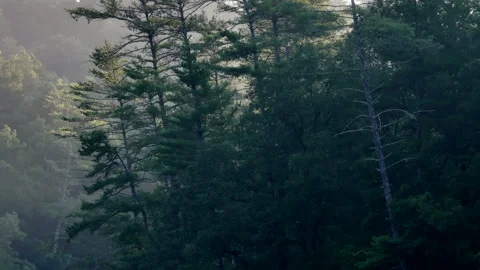 Slow left-right aerial track of forest trees at sunrise Video stock 248546751