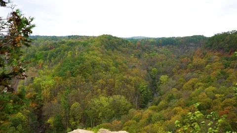 Slow left to right handheld pan over huge epic seasonal forrest with eagles Stock Footage 82095479