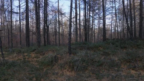 Slow leftward pan across a sparse forest with bare trees and dry underbrush Stock Footage 346919415