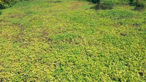 Slow Linear Aerial Flyover of Marsh Wetland Swamp With Green Water Plants Stock Footage 344864742