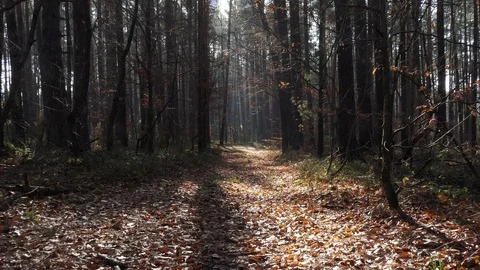 Slow long zoom on forest path in autumn Stock Footage 106538241
