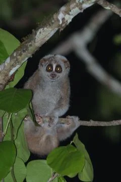 A slow loris monkey holding on the tree Stock Photos