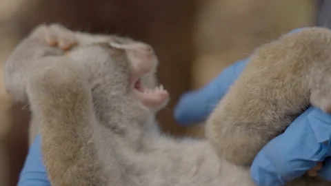 Slow Loris Monkey Lying On Hands Of Veterinarian  - Sumatra, Indonesia Stock Footage 204007180