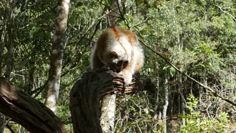 Slow loris in tree china Video stock 130568520