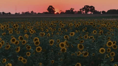 Slow Low Aerial Drone Arc Left Over Sunflower Field at Golden Hour Stock Footage 324966894