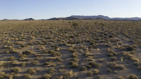Slow, low afternoon flight over desert joshua trees. Stock Footage 155181304