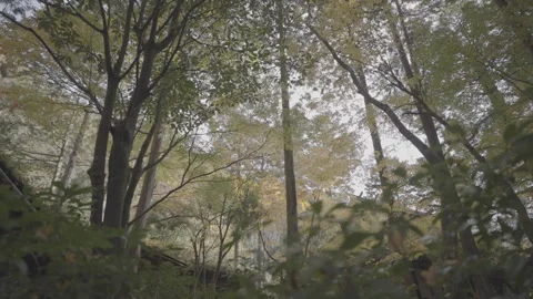 Slow Low Angle Camera Movement Looking Up at Colorful Autumn Canopy Log Stock Footage 345477046
