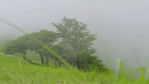 Slow low angle cinematic slider over tree on side of hill with fog in valley Stock Footage 342469143