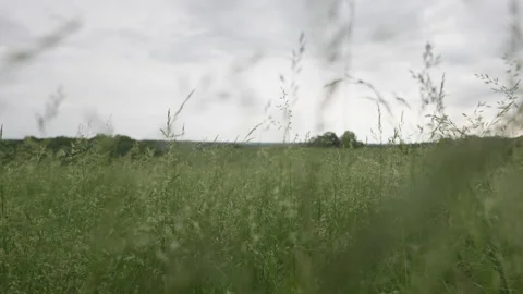 Slow, low angle push in through tall grass in large, empty field. Stock Footage 155294692