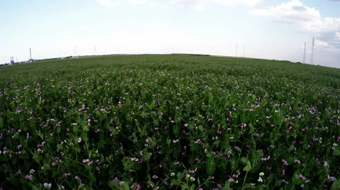 Slow low flight over a field of peas in bloom Stock Footage 52434167