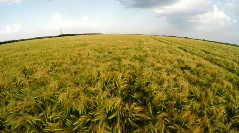 Slow low flight over a field of barley Stock Footage 52481498