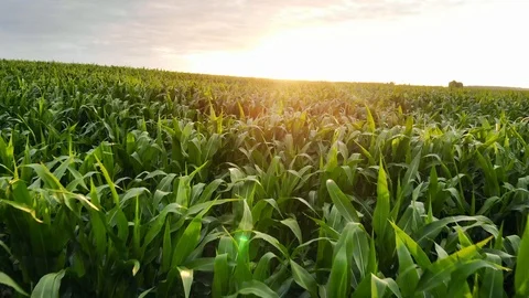 Slow low flight over a green corn field. Stock Footage 112082452