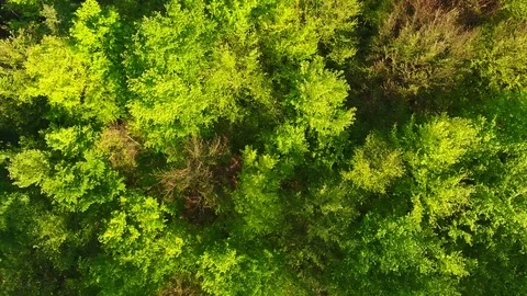 Slow low level drone flight over a European mixed forest in spring Stock Footage 90561304