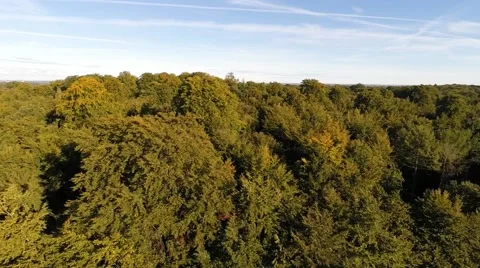 Slow low-level flight over tree tops on a sunny day Stock Footage 55300514