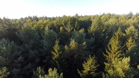 Slow low-level flight over a coniferous forest Stock Footage 55304527