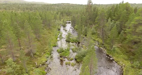 Slow low level flight over a small river in a northern coniferous forest 库存影片 66446817