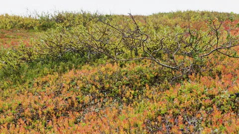 Slow low level flight over the colorful vegetation of the Stekenjokk platea.. Stock Footage 323967192