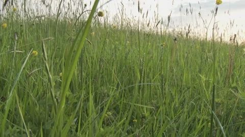Slow Low Tracking Through Meadow Grass Stock Footage 130338893