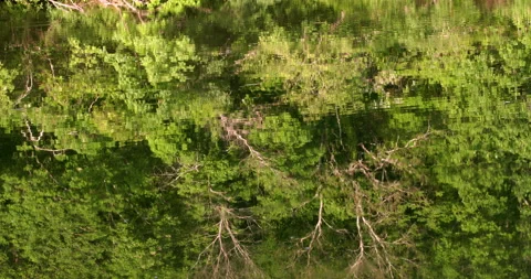 Slow meditative reflection of trees in the water of the river 動画素材 241861202