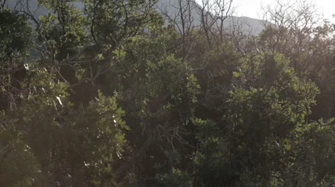 Slow Medium Wide Pan of Oak Bushes with Mountains in the Background in Utah 動画素材 68723663