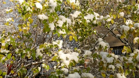 Slow melting first snow on Common Lilac or Syringa vulgaris bush in late autumn Stock Footage 120481504