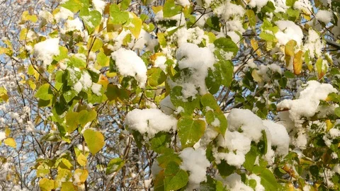 Slow melting first snow on Common Lilac or Syringa vulgaris bush in late autumn Видео 120481728