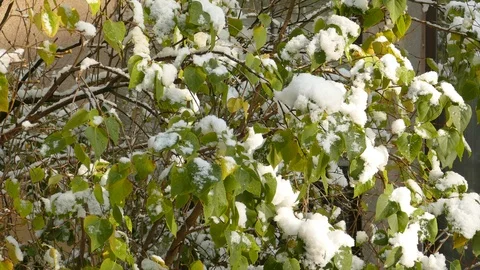 Slow melting first snow on Common Lilac or Syringa vulgaris bush in late autumn Видео 120481915