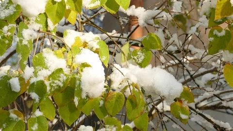 Slow melting first snow on Common Lilac or Syringa vulgaris bush in late autumn Видео 120482065