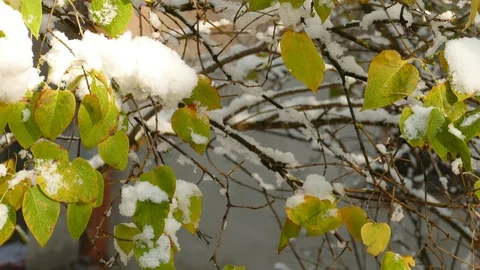 Slow melting first snow on Common Lilac or Syringa vulgaris bush in late autumn Видео 120482272