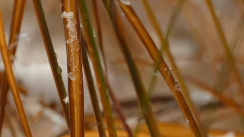 Slow melting first snow on dried blade grass Видео 119519216
