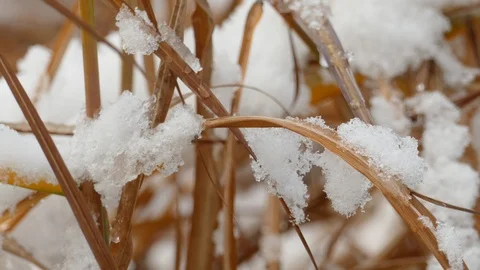 Slow melting first snow on dried blade grass 動画素材 119519929
