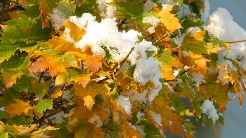 Slow melting first snow on Maple leaves in late autumn Видео 120609125