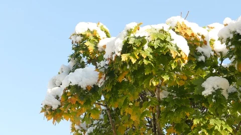 Slow melting first snow on Maple leaves in late autumn Видео 120609301