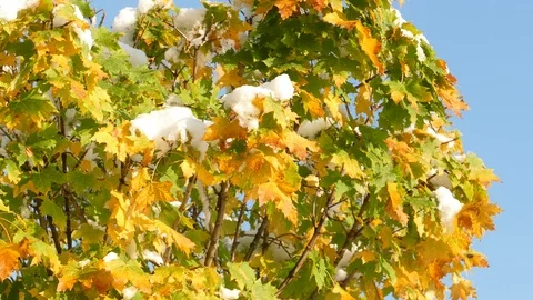 Slow melting first snow on Maple leaves in late autumn Видео 120609355