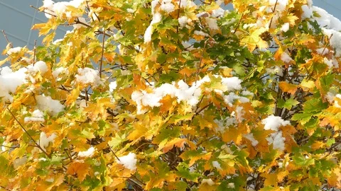 Slow melting first snow on Maple leaves in late autumn Vídeo Stock 120609430