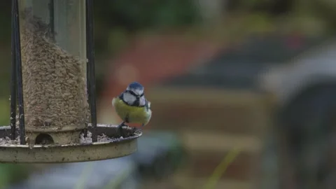 Slow-mo (2k @ 200fps) of blue tits flying from a bird feeder. Stock Footage 146136092