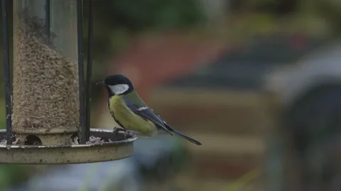 Slow-mo (2k @ 200fps) of a great tit on a bird feeder. Video stock 146135872