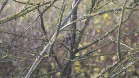 Slow-mo (4k @ 100fps) of Redwing regurgitating a Hawthorn seed. Stock Footage 146136051