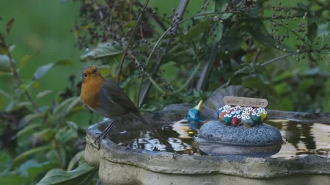 Slow-mo (4k @ 100fps) of a Robin sitting on a garden bird bath then flying off. Stock Footage 146135987