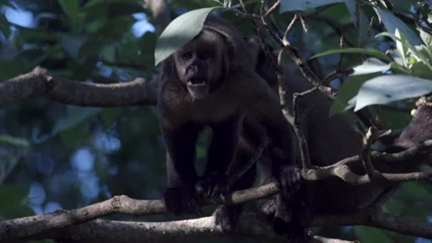 Slow Mo 4K Wild Brown Capuchin Monkey fruit foraging in tropical rainforest Stock Footage 337552884