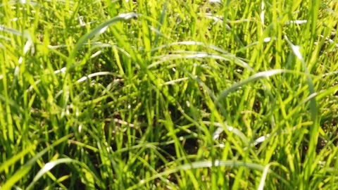 Slow mo abstract blurred background of green grass Vídeo Stock 120272768