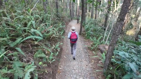 Slow mo aerial tracking rear view of man with red backpack running on forest tra 스톡 동영상 341915481
