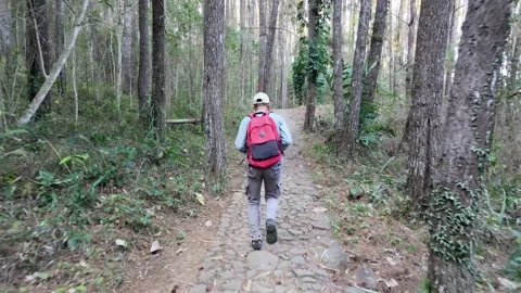 Slow mo aerial tracking rear view of man with red backpack running on forest tra Stock Footage 341915932