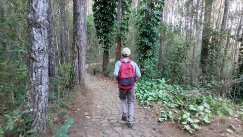 Slow mo aerial tracking rear view of man with red backpack running on forest tra Video stock 341916284