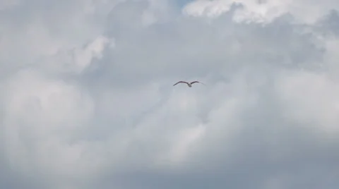 Slow-Mo: Albatross Bird Flight In Blue Skies Stock Footage 35287009