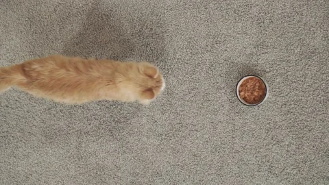 Slow mo beautiful cat eats food from a bowl the view from the top vertical video Stock Footage 143802645