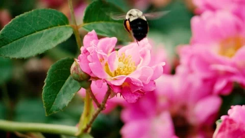 Slow-Mo Bee Collecting Pollen on Pink Flower Stock Footage 285874327