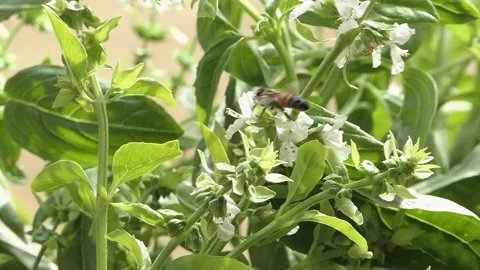 A SLOW MO BEE FLYING POLLEN Stockbeeldmateriaal 206835938