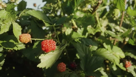 Slow-mo Berries Branch With Ripe and Unripe Fruit Stock-Footage 336338391