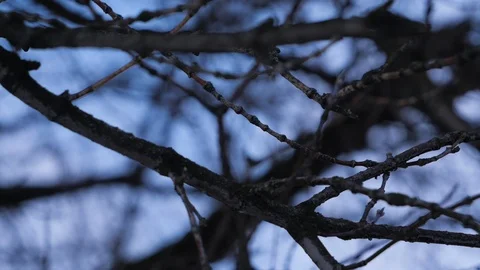 Slow mo branches of a tree in winter	 Stock Footage 122232207